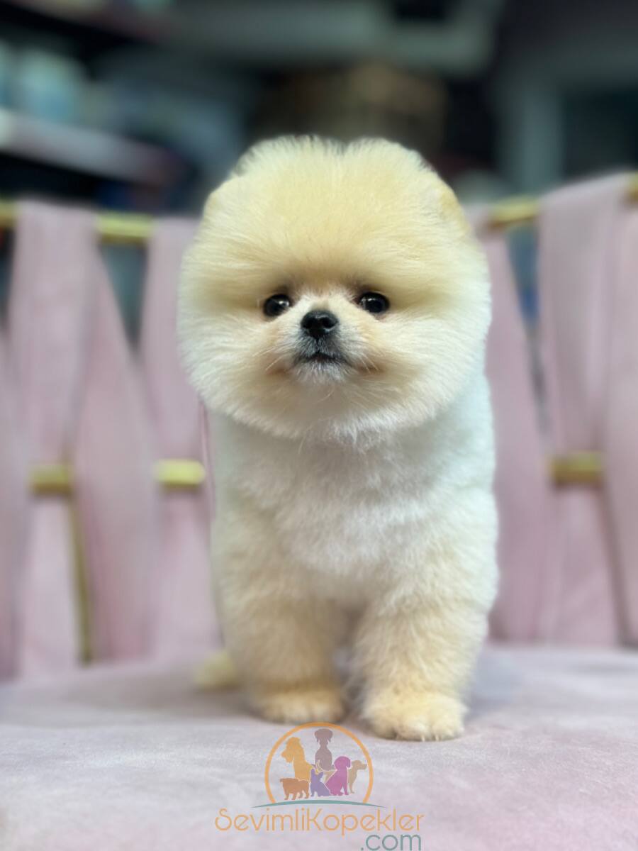 satılık Pomeranian ikinci fotoğrafı