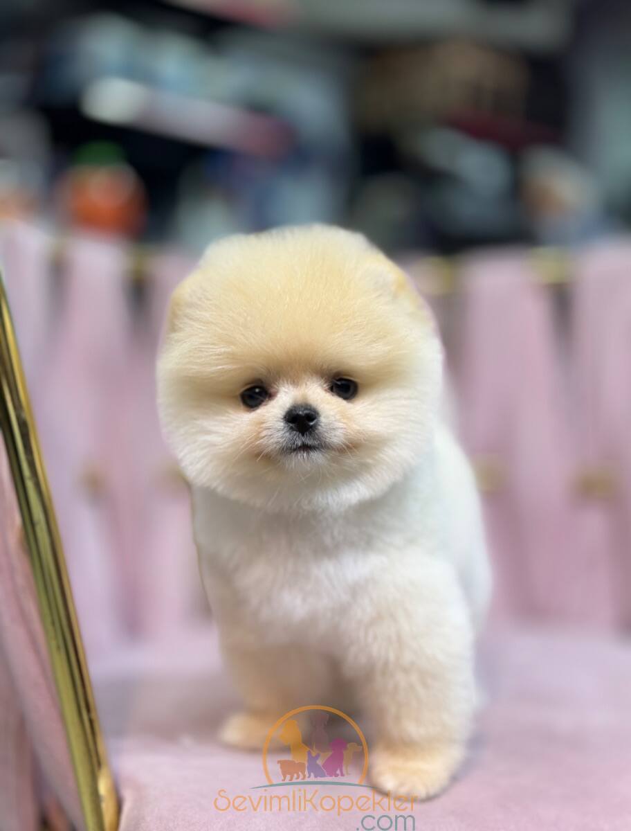 satılık Pomeranian üçüncü fotoğrafı