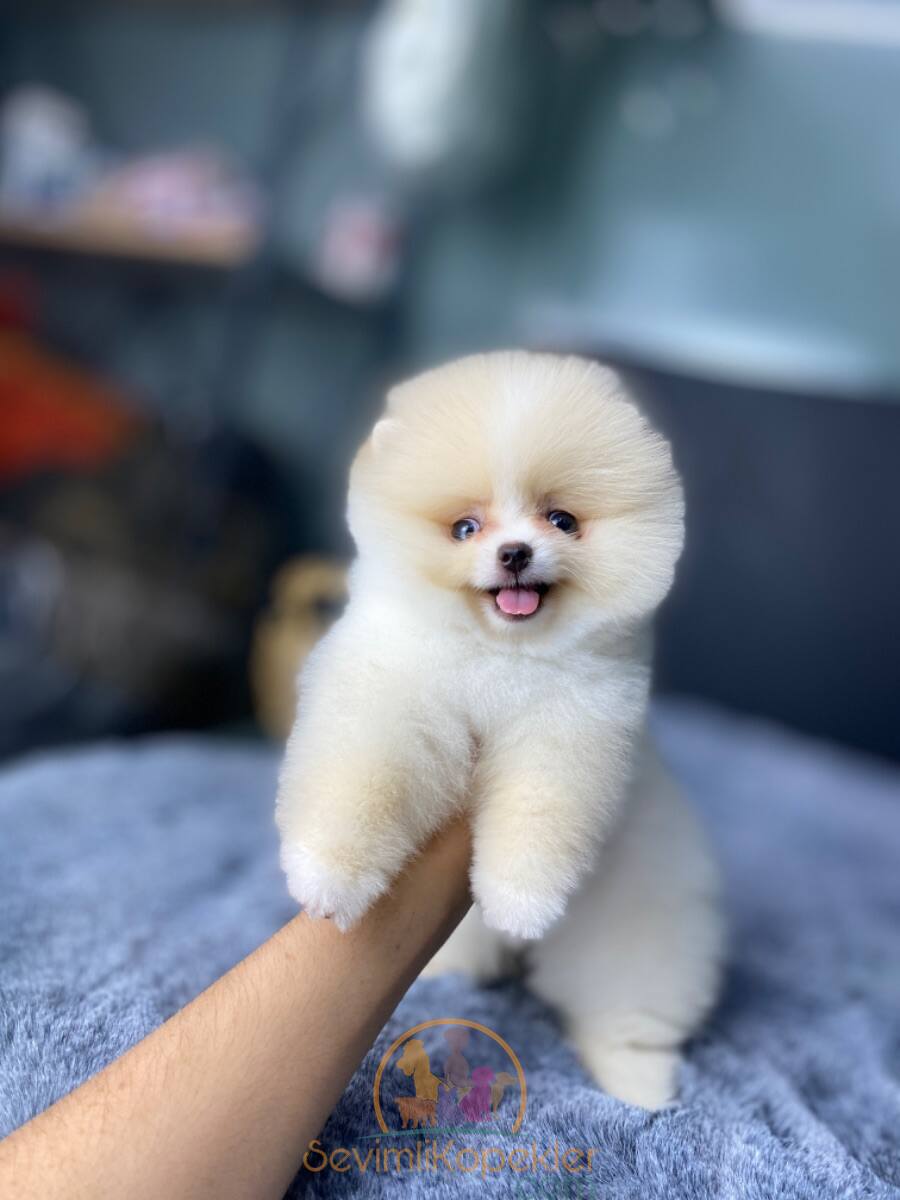 satılık Pomeranian üçüncü fotoğrafı