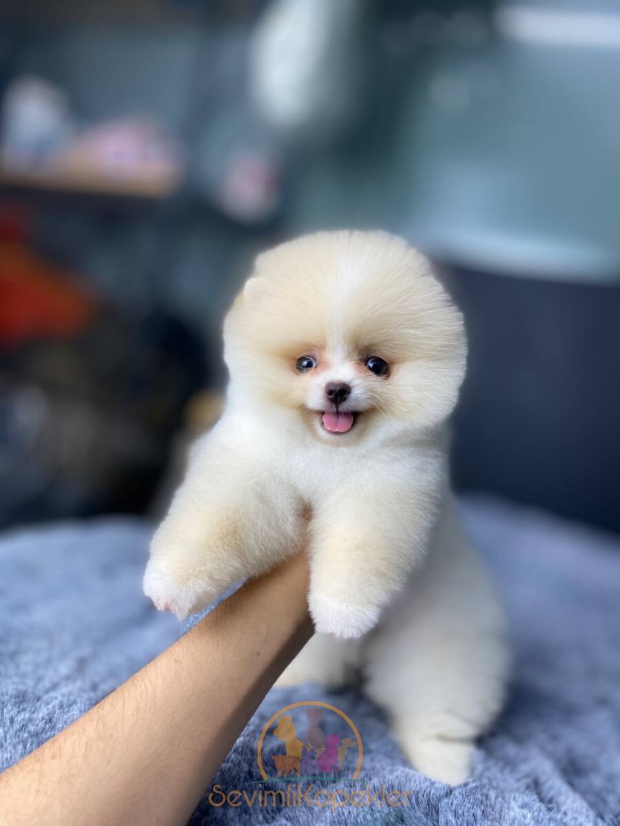 satılık Pomeranian dördüncü fotoğrafı