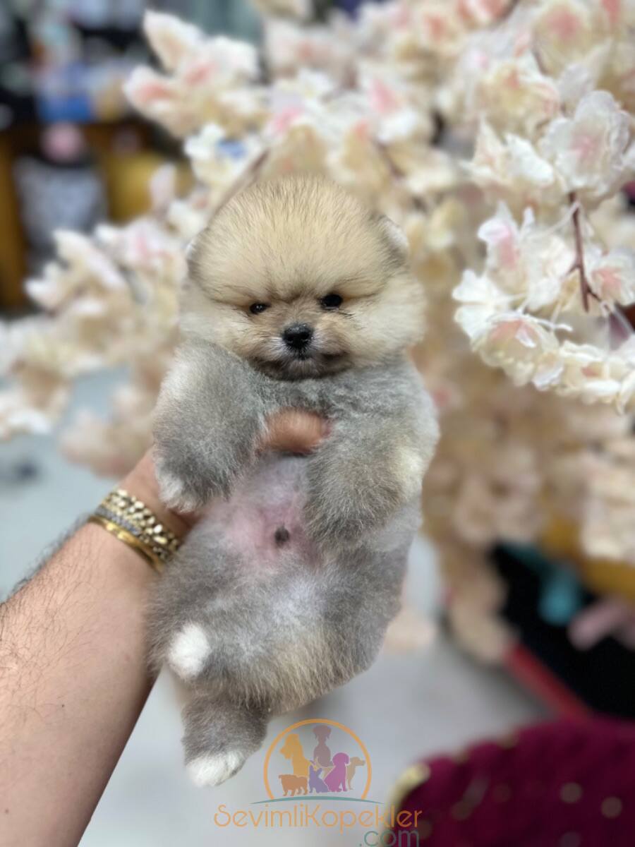 satılık Pomeranian üçüncü fotoğrafı