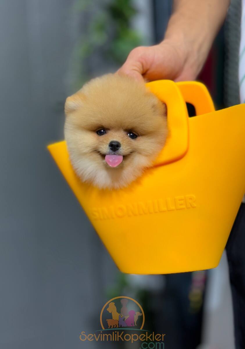 satılık Pomeranian fiyatı