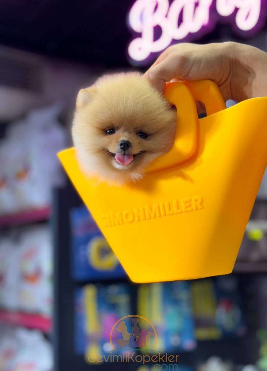 satılık Pomeranian ikinci fotoğrafı