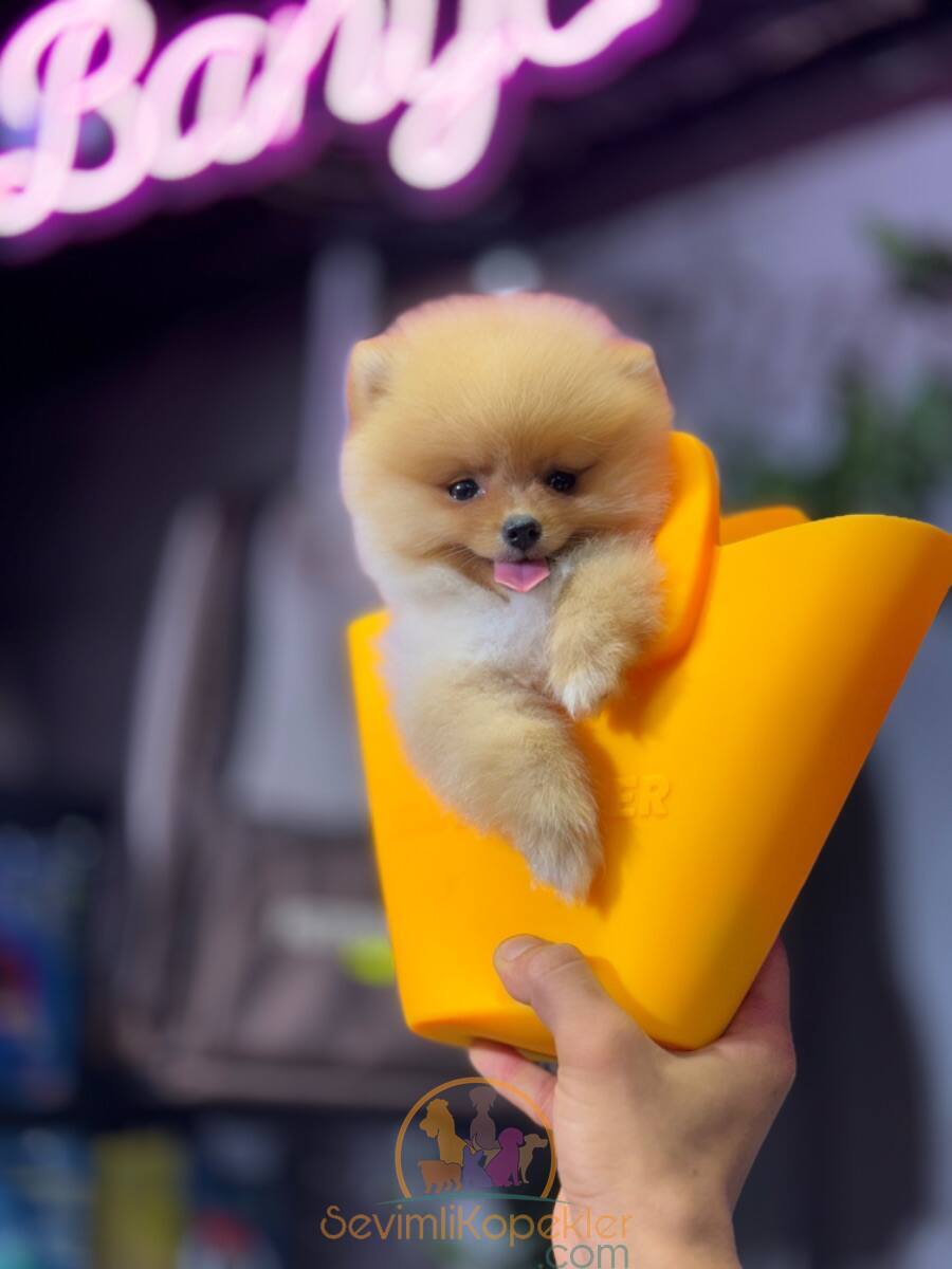 satılık Pomeranian üçüncü fotoğrafı