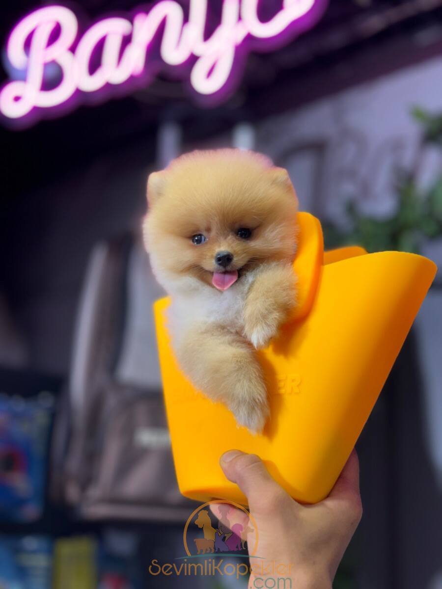 satılık Pomeranian dördüncü fotoğrafı