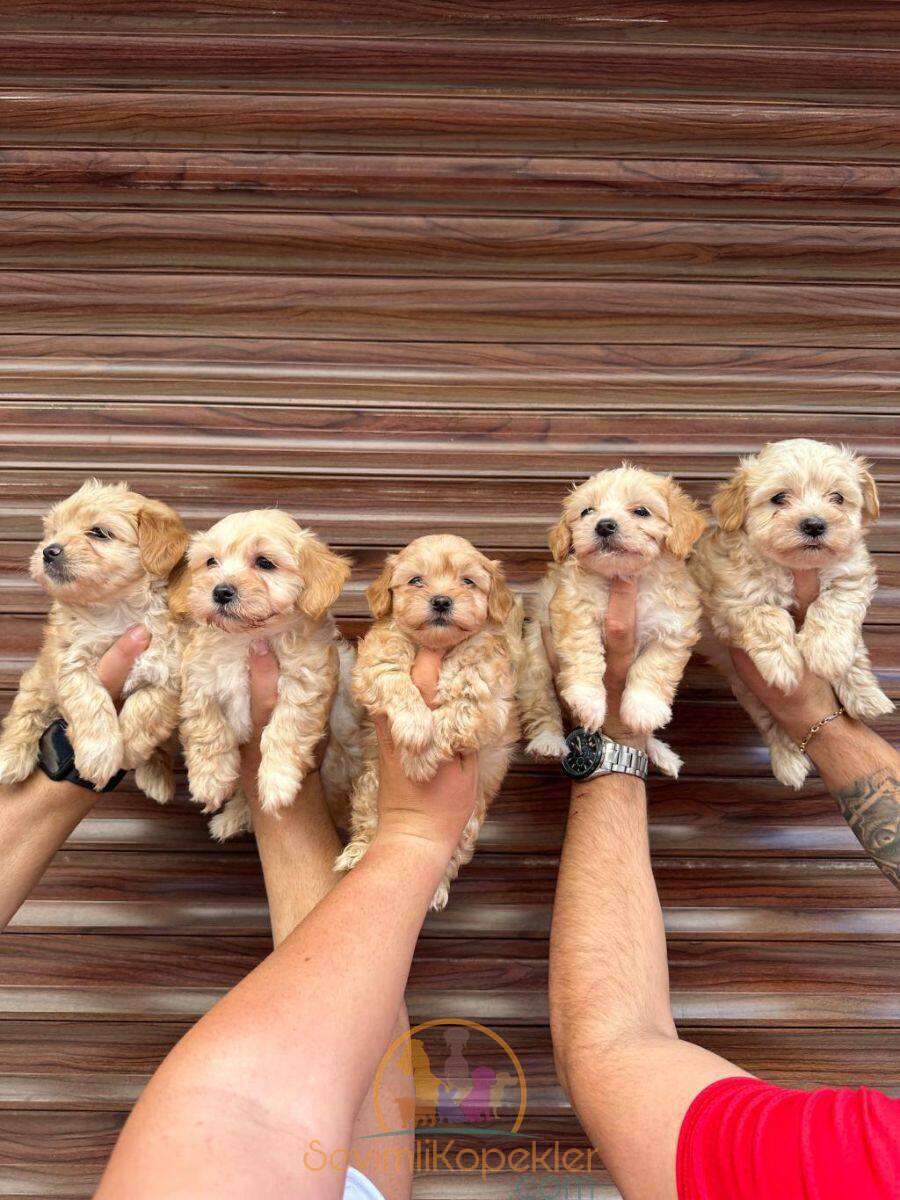 satılık Maltipoo ikinci fotoğrafı