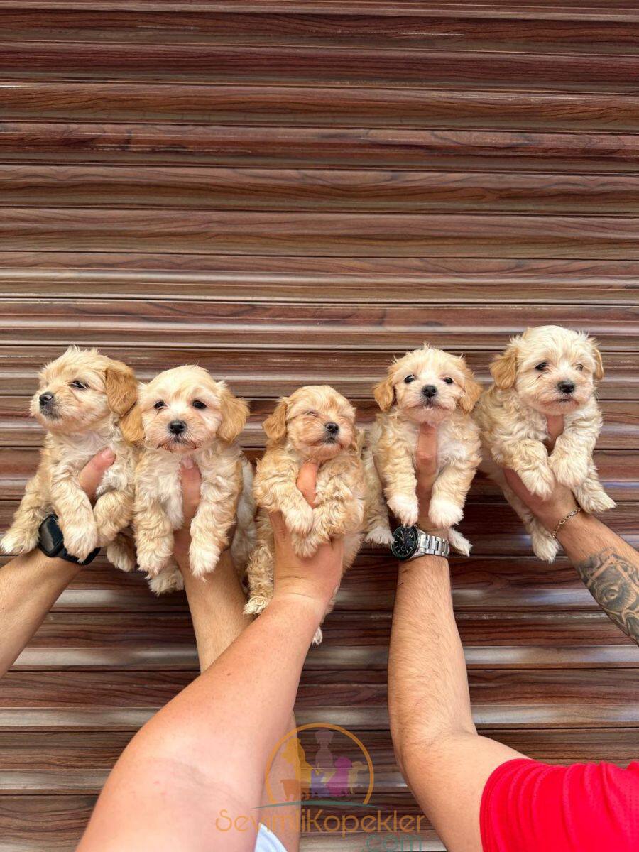 satılık Maltipoo üçüncü fotoğrafı