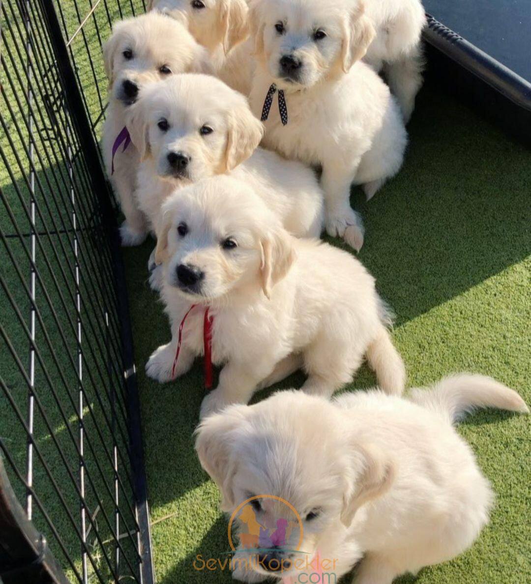 satılık Maltipoo dördüncü fotoğrafı