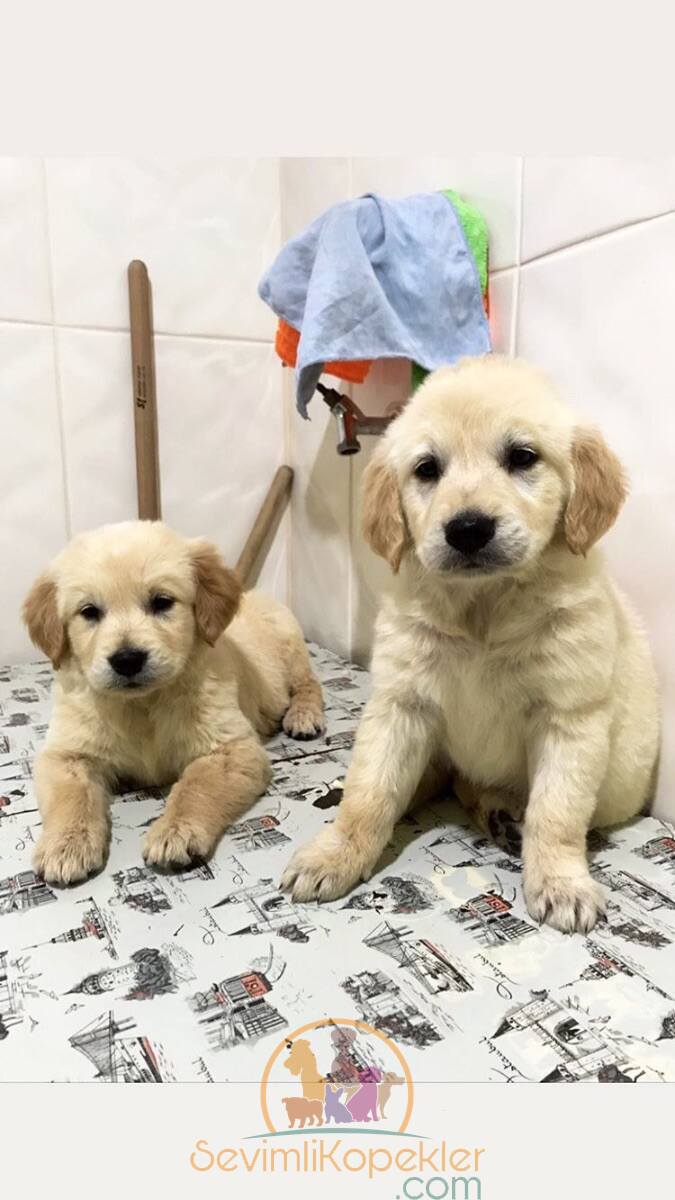 satılık Golden Retriever üçüncü fotoğrafı