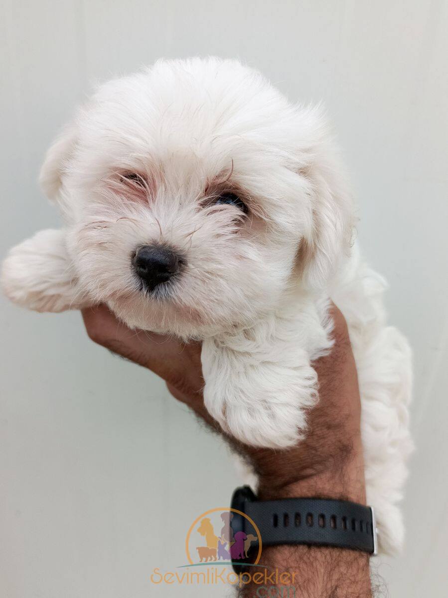 satılık Terrier Maltese ikinci fotoğrafı