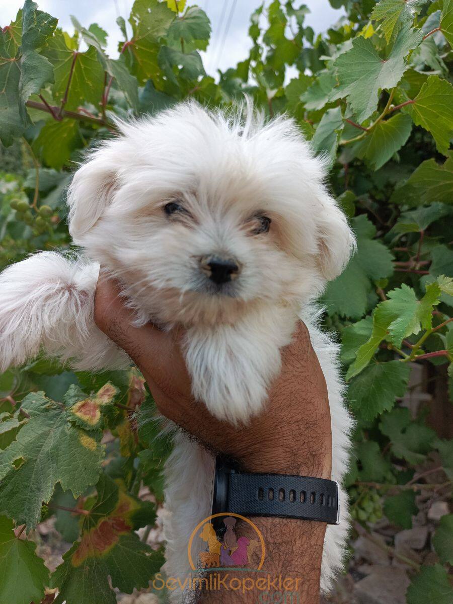 satılık Terrier Maltese üçüncü fotoğrafı