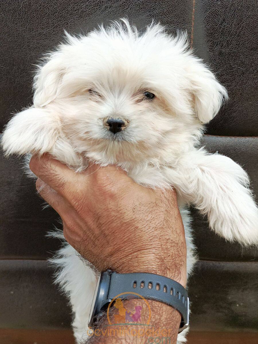 satılık Terrier Maltese dördüncü fotoğrafı