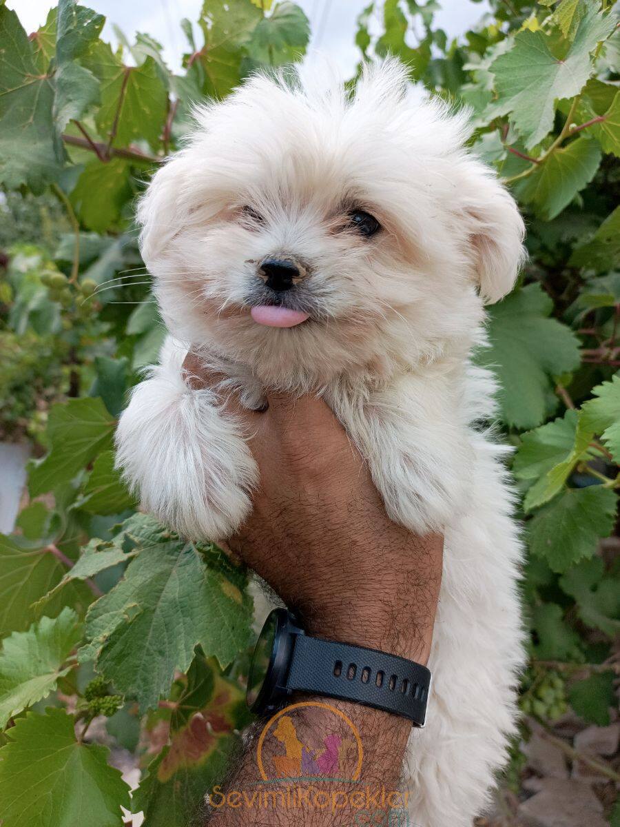 satılık Terrier Maltese beşinci fotoğrafı