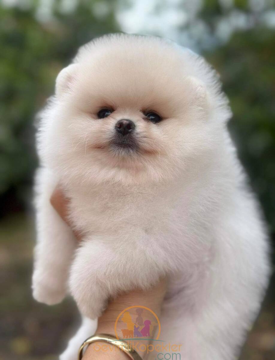 satılık Pomeranian üçüncü fotoğrafı