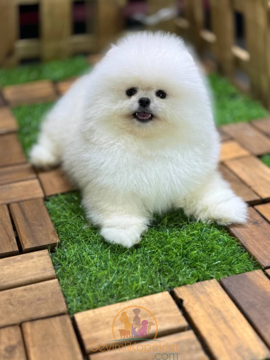 satılık Pomeranian ikinci fotoğrafı