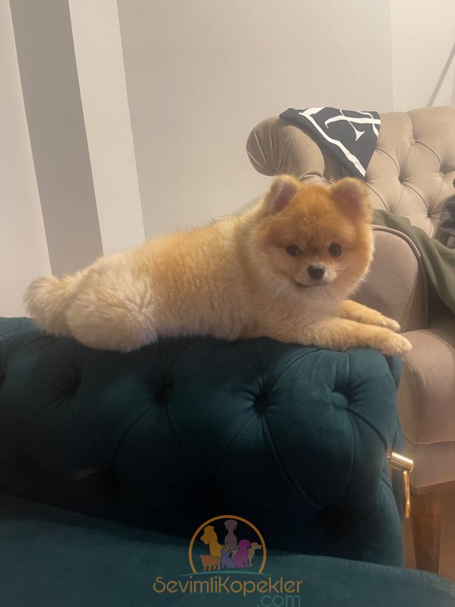 satılık Pomeranian üçüncü fotoğrafı