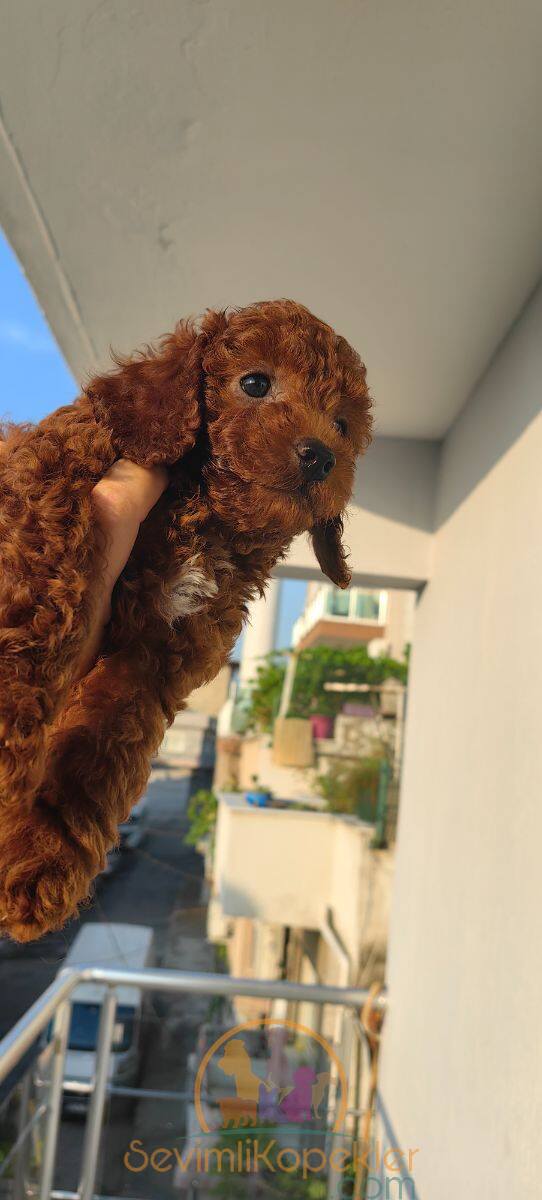 satılık Poodle Toy üçüncü fotoğrafı