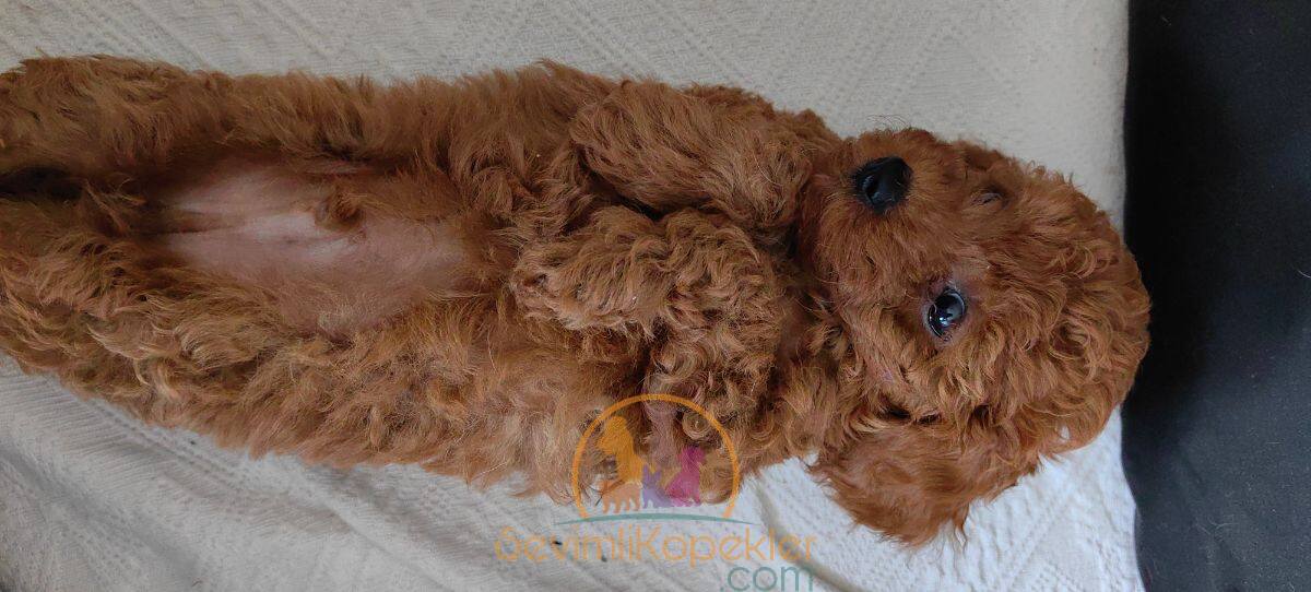 satılık Poodle Toy ikinci fotoğrafı