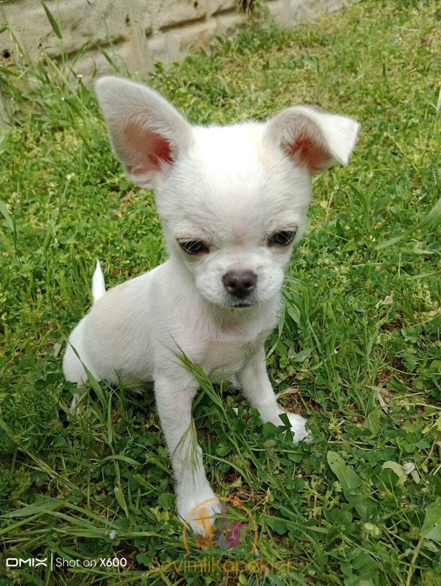 satılık Chihuahua ikinci fotoğrafı