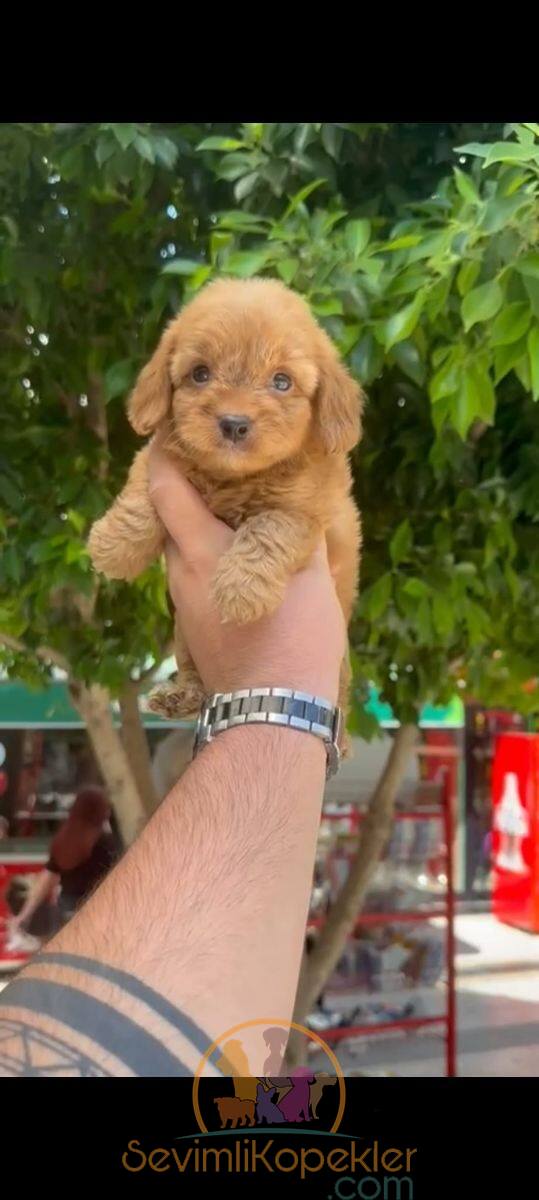 satılık Maltipoo fiyatı