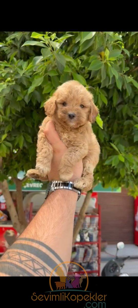 satılık Maltipoo ikinci fotoğrafı