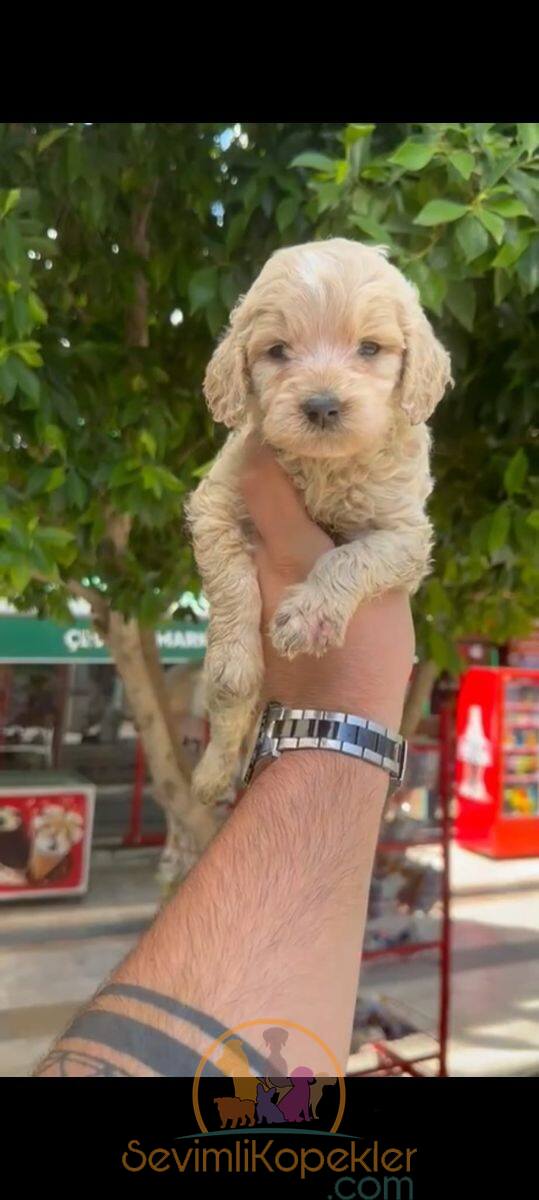 satılık Maltipoo üçüncü fotoğrafı