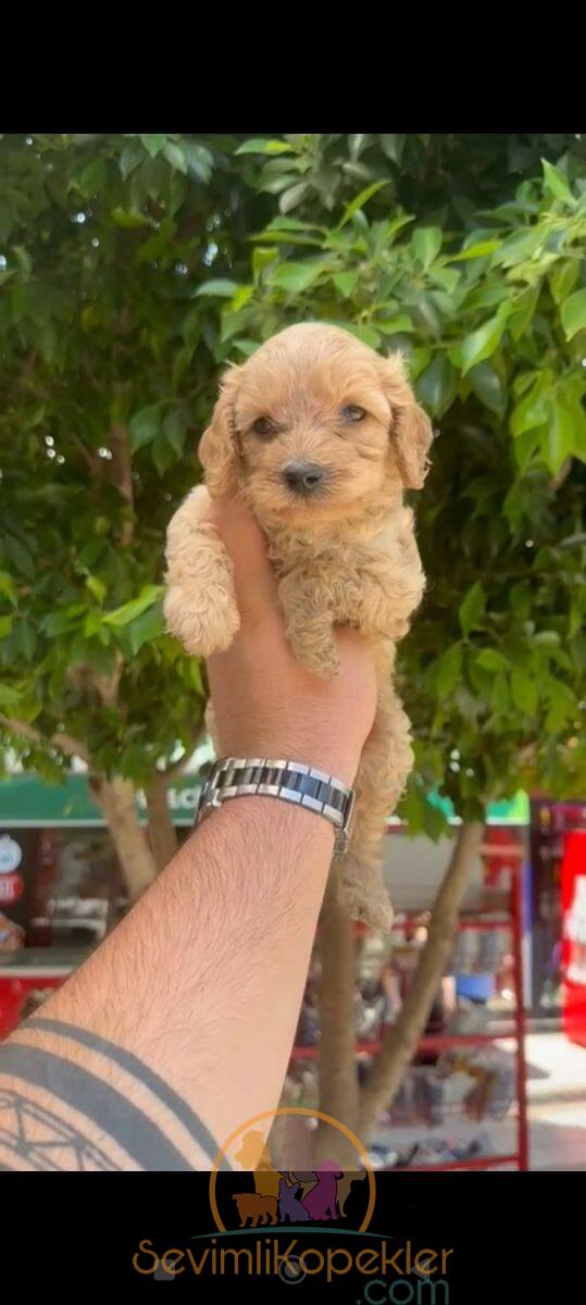 satılık Maltipoo dördüncü fotoğrafı