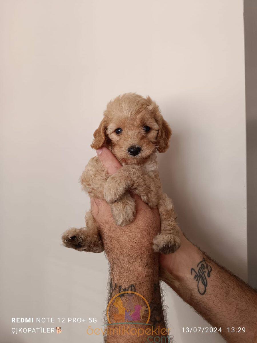 satılık Maltipoo ikinci fotoğrafı