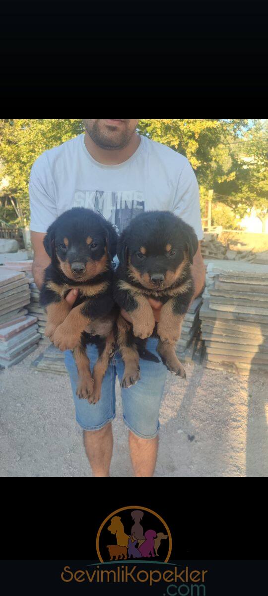 satılık Rottweiler fiyatı