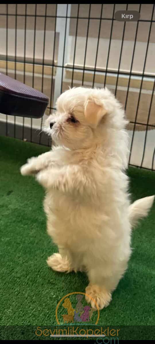 satılık Terrier Maltese fiyatı