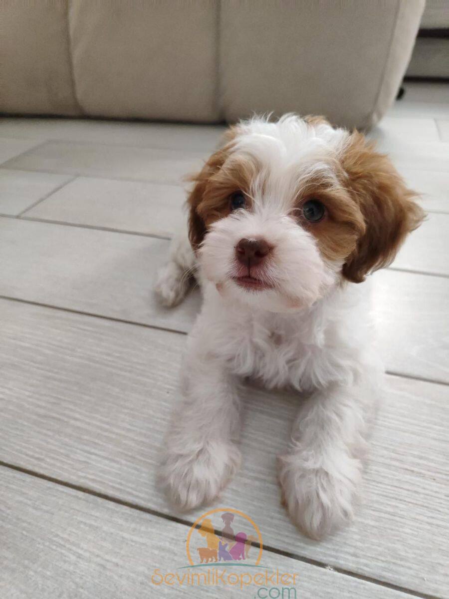 satılık Maltipoo fiyatı