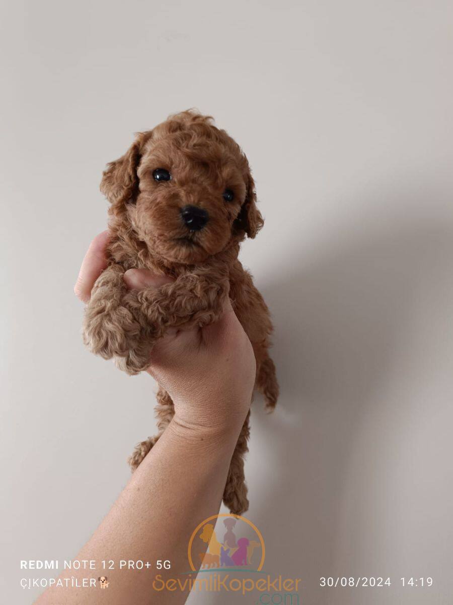 satılık Poodle Toy ikinci fotoğrafı