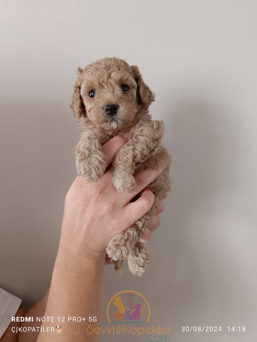 satılık Poodle Toy üçüncü fotoğrafı