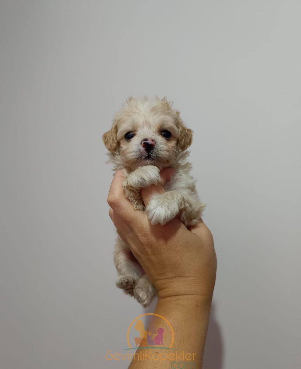 satılık Maltipoo fiyatı