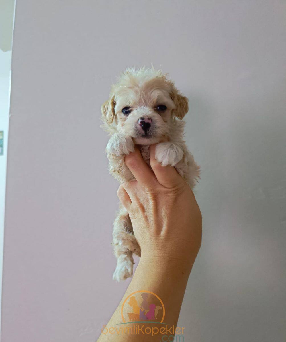 satılık Maltipoo üçüncü fotoğrafı