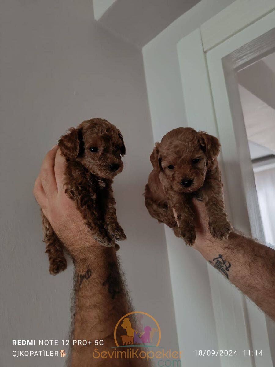 satılık Poodle Toy üçüncü fotoğrafı