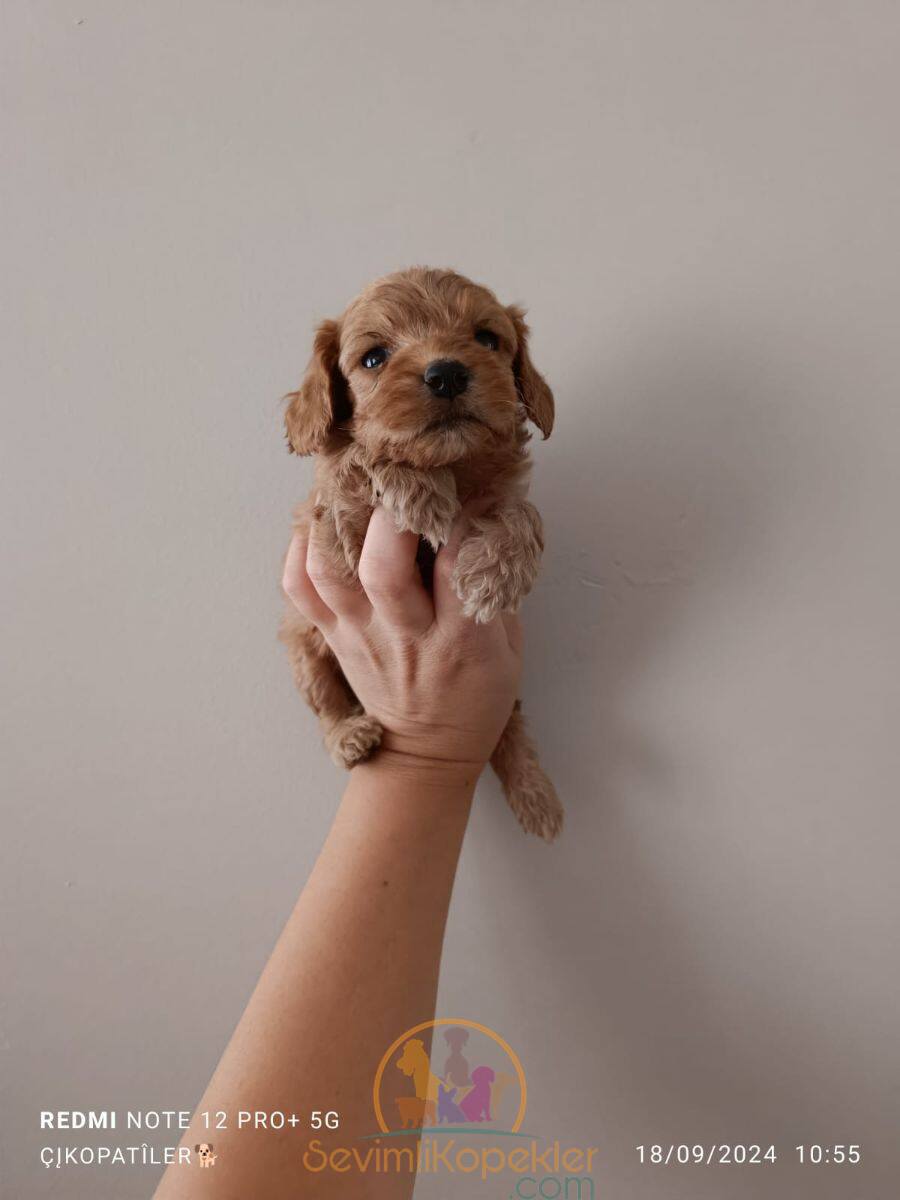 satılık Cavapoo ikinci fotoğrafı