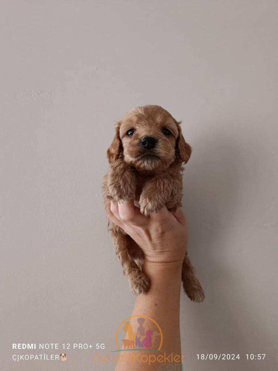 satılık Cavapoo üçüncü fotoğrafı