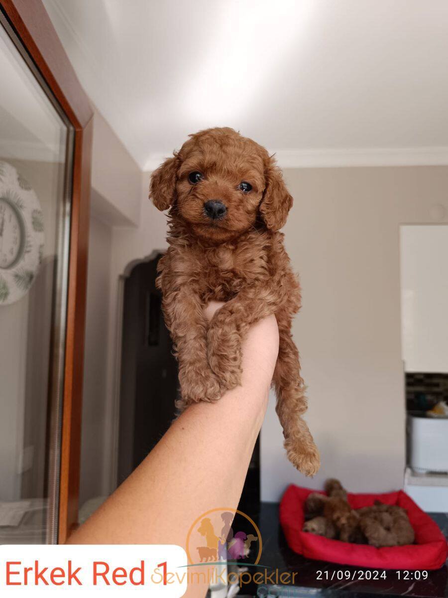 satılık Poodle Toy fiyatı