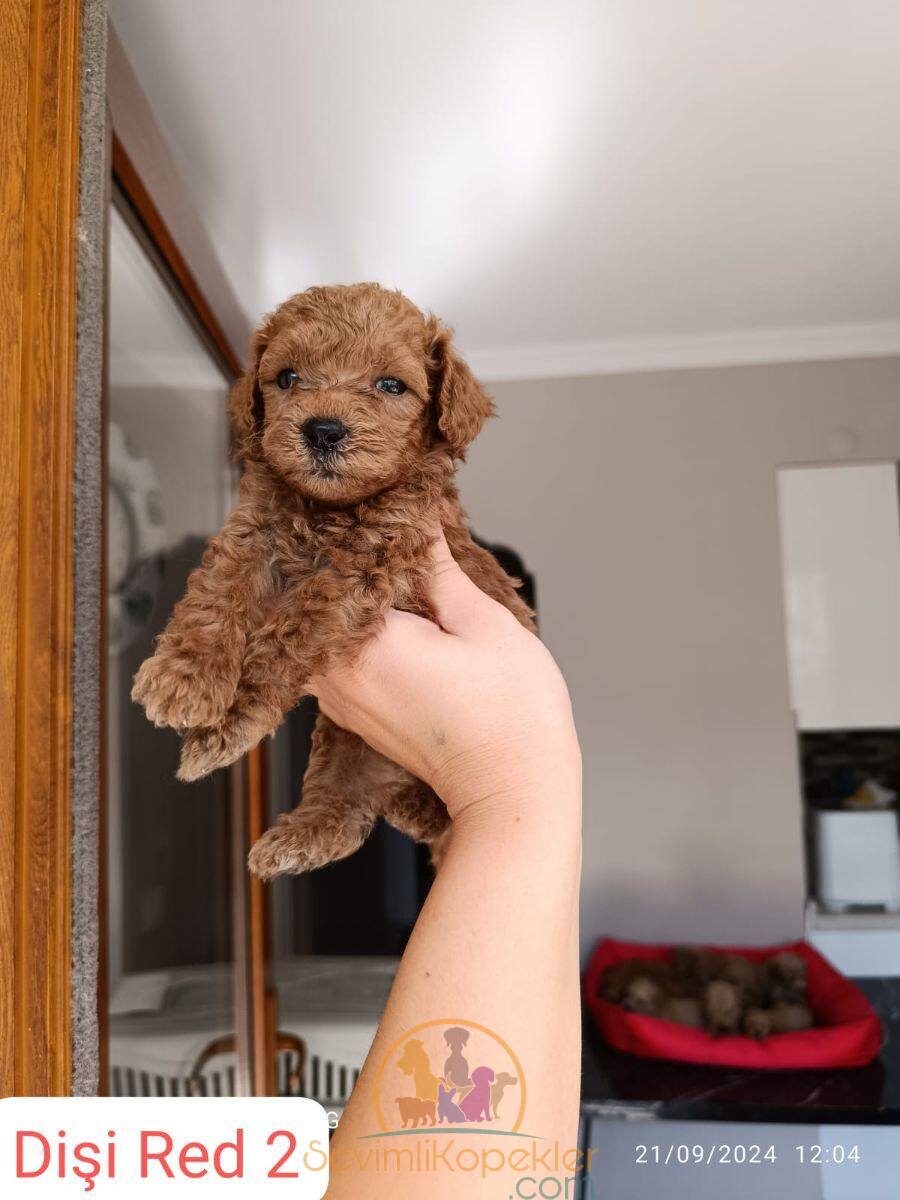 satılık Poodle Toy ikinci fotoğrafı