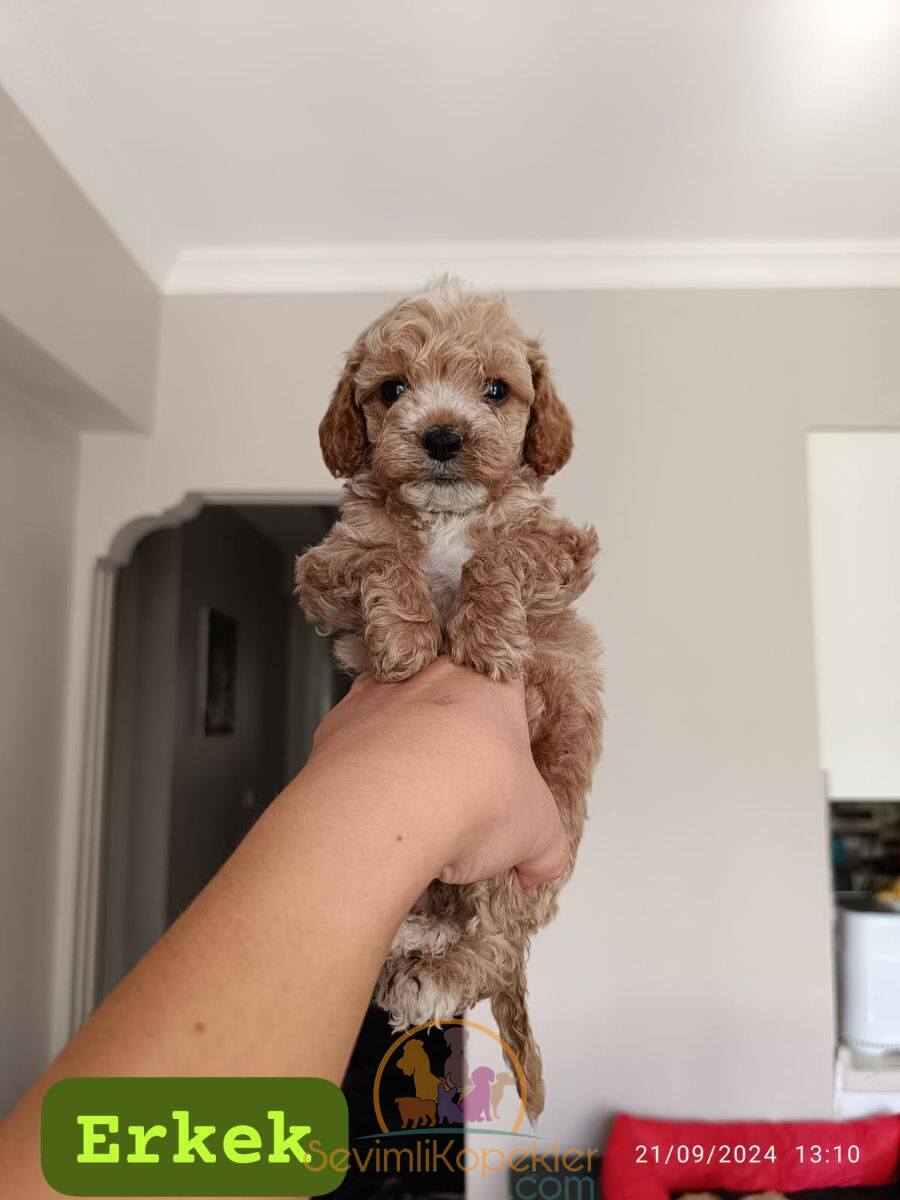 satılık Poodle Toy üçüncü fotoğrafı