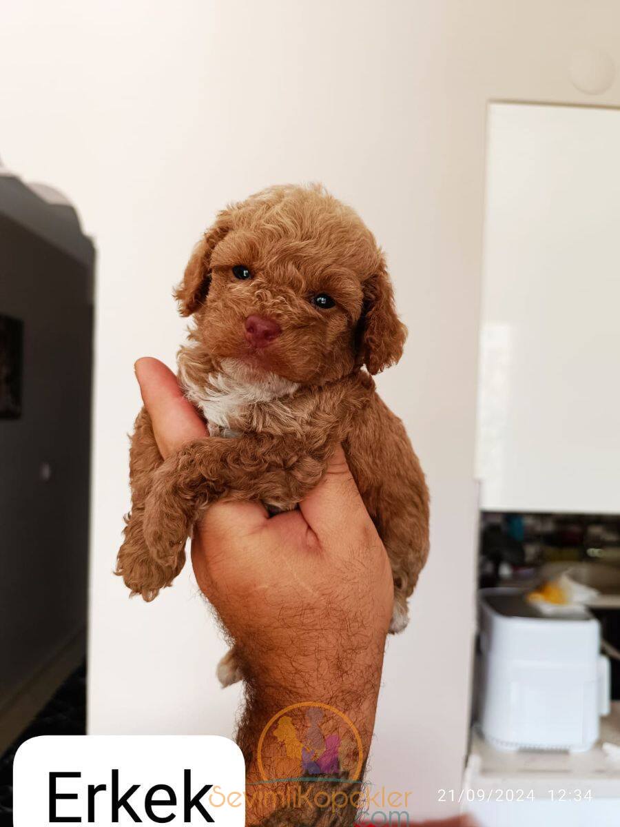 satılık Poodle Toy beşinci fotoğrafı