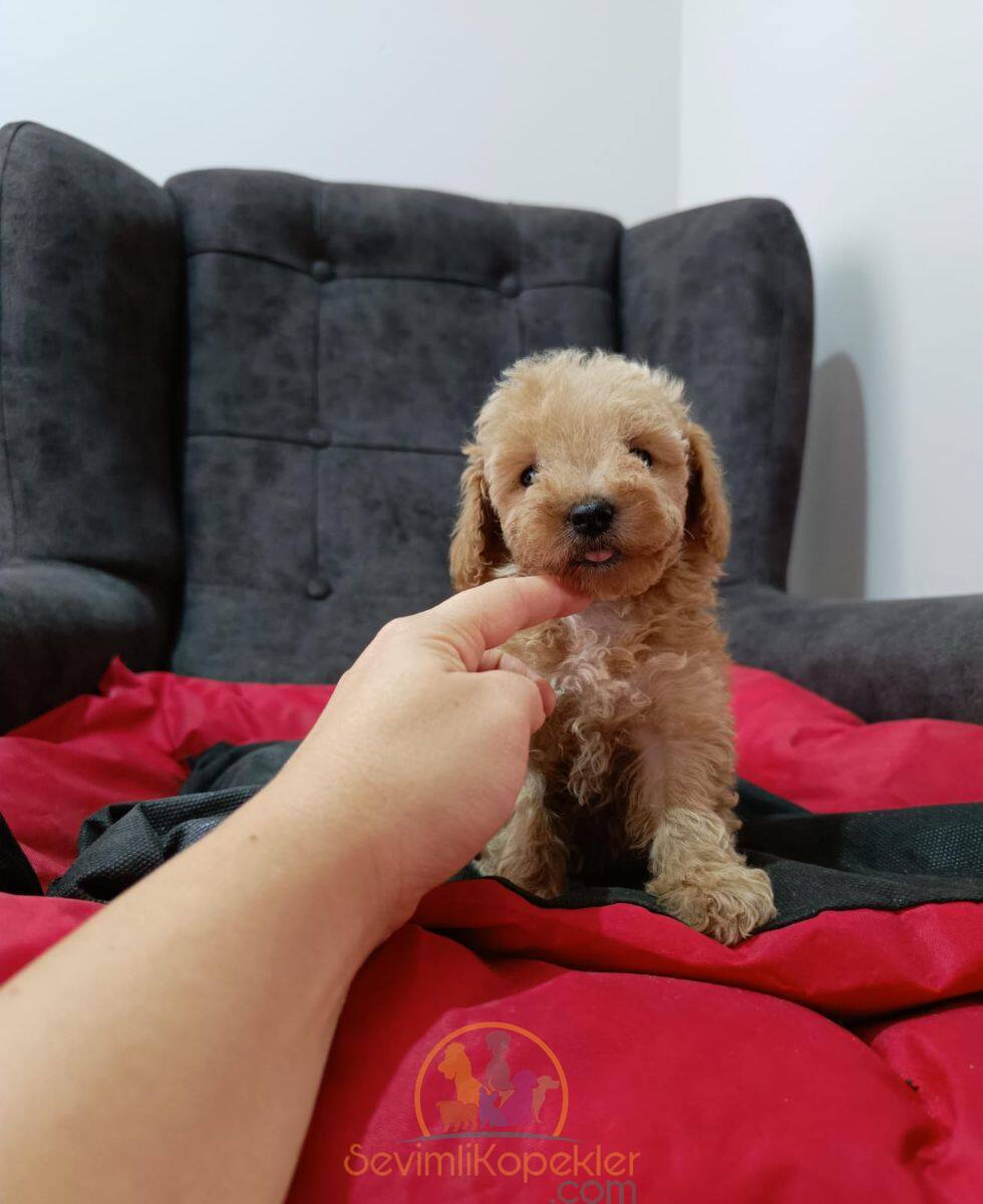 satılık Maltipoo fiyatı