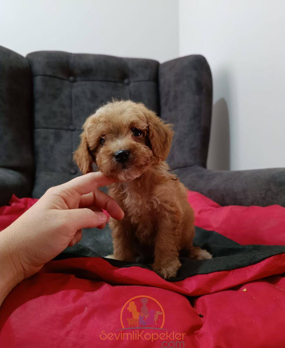 satılık Maltipoo ikinci fotoğrafı