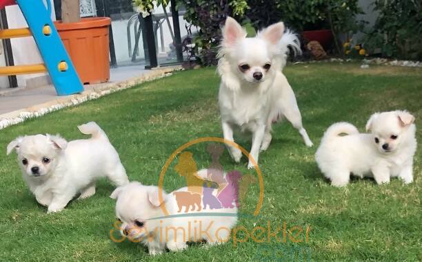 satılık Chihuahua ikinci fotoğrafı