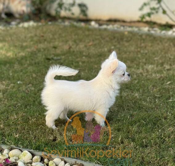 satılık Chihuahua dördüncü fotoğrafı