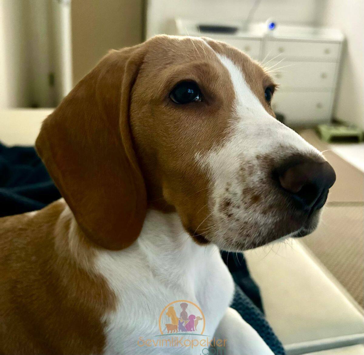 satılık Beagle ikinci fotoğrafı