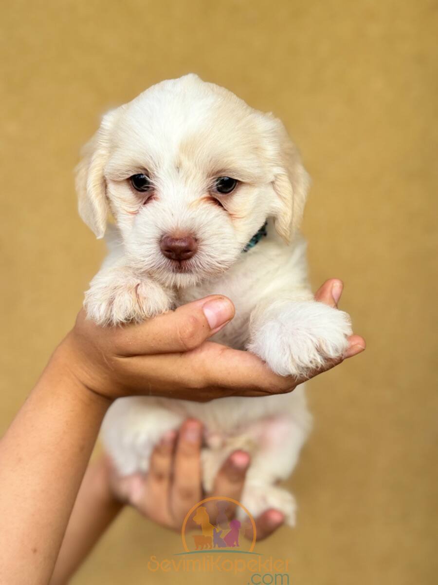 satılık Terrier Maltese fiyatı