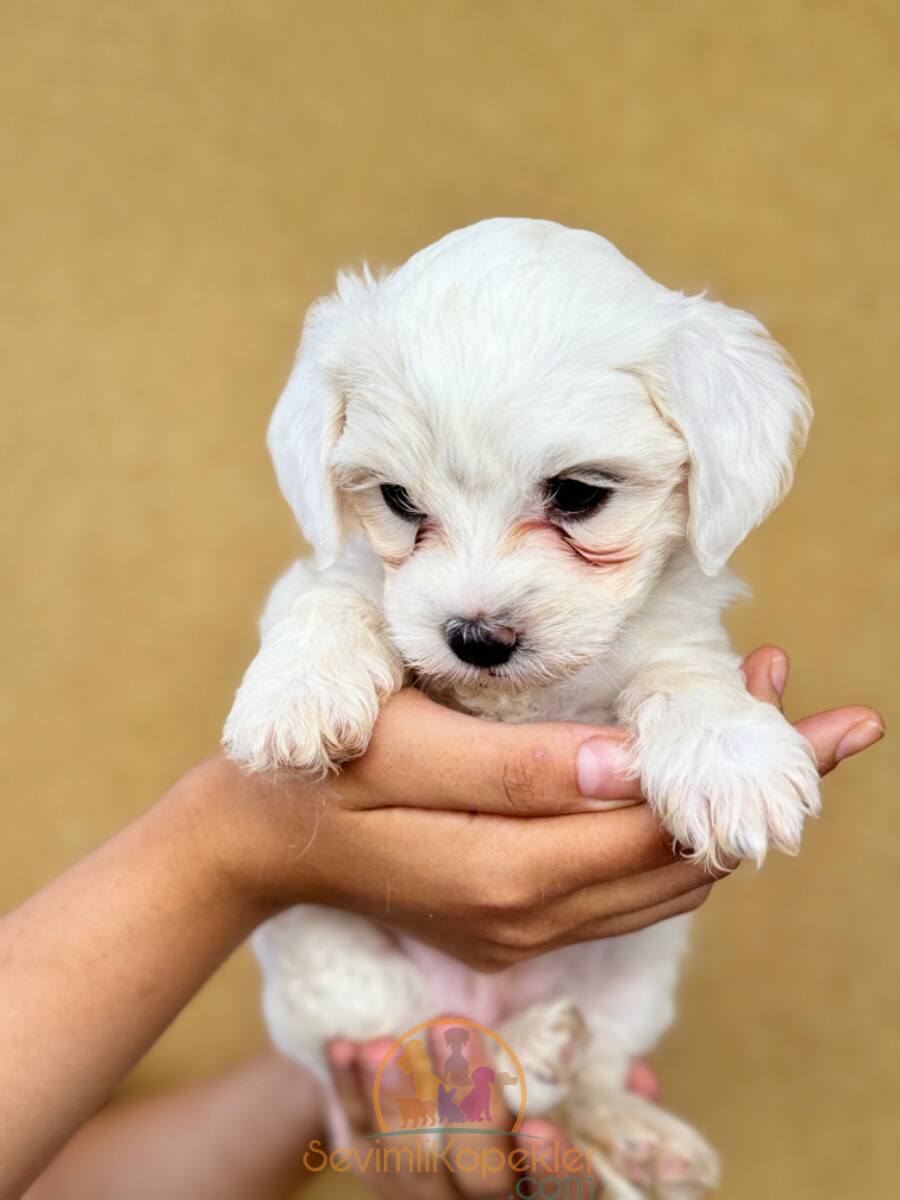 satılık Terrier Maltese dördüncü fotoğrafı