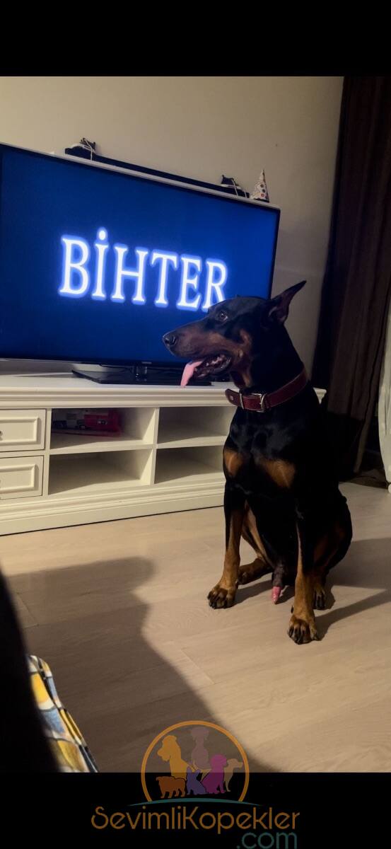 satılık Doberman fiyatı